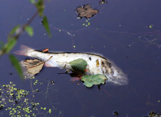 Waste Water Treatment